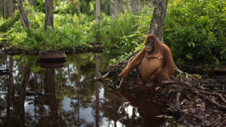 Schwangere Orang-Utan-Dame am Wasser