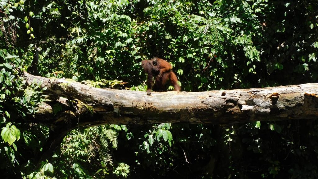 Orang-Utan-Mutter mit Baby überqueren einen Fluß.