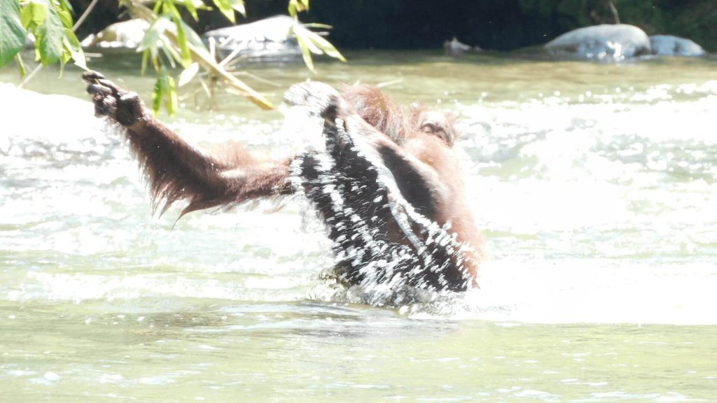 Orang-Utan-Mutter schwimmt mit ihrem Baby über das Wasser