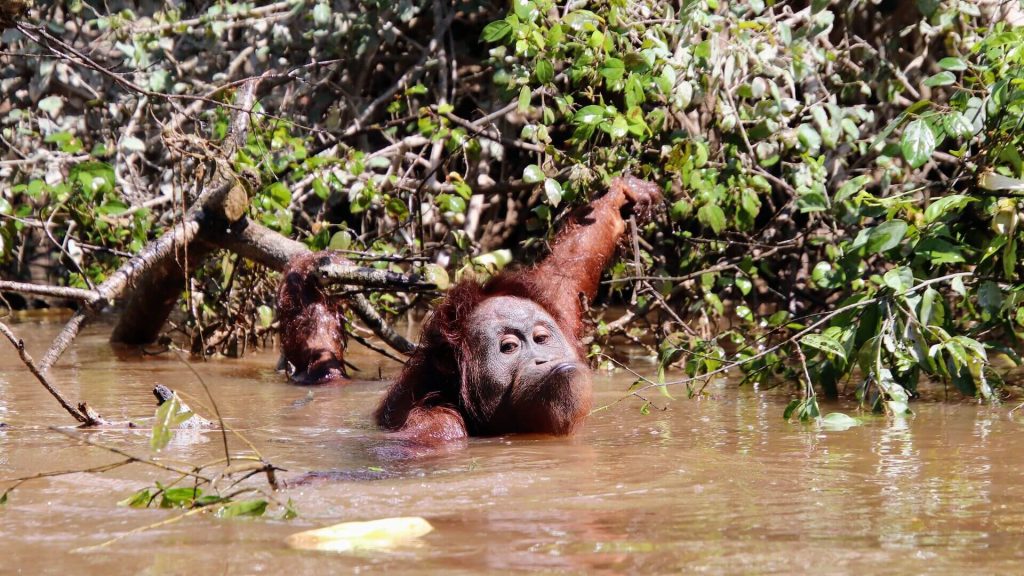 Orang-Utan im Wasser