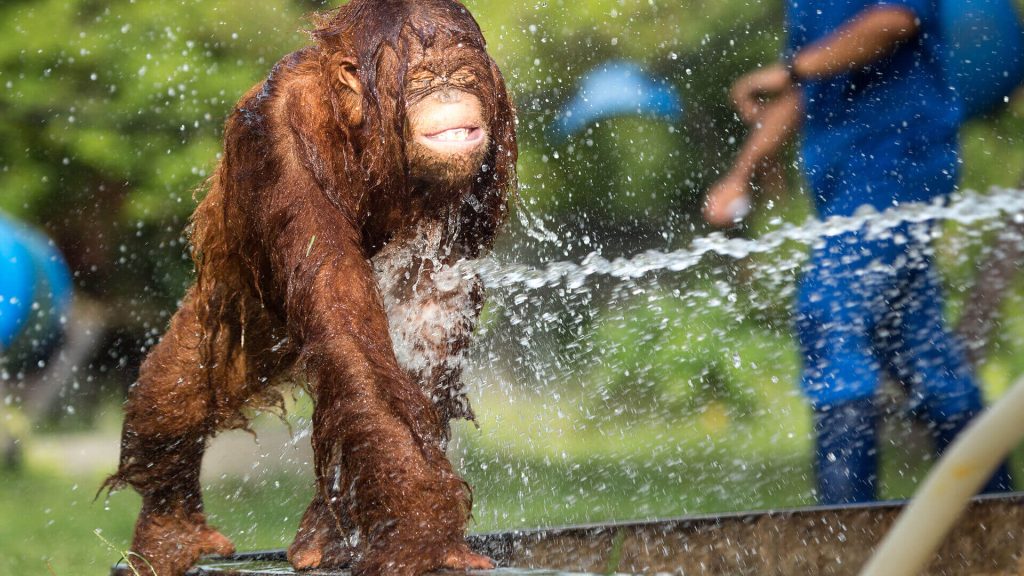 Orang-Utans Plantschen gerne mit Wasser